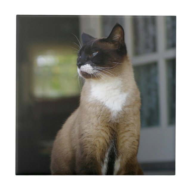 Siamese Cat on the Porch Tile (Front)