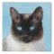 Siamese Cat Painting - Cute Original Cat Art
