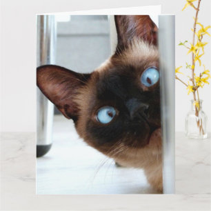 SIAMESE CAT PEEKING HAPPY BIRTHDAY GREETNG CARD