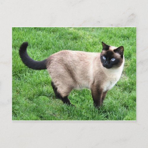 Siamese Cat Pet Purr Meow Kitty Destiny Art Postcard
