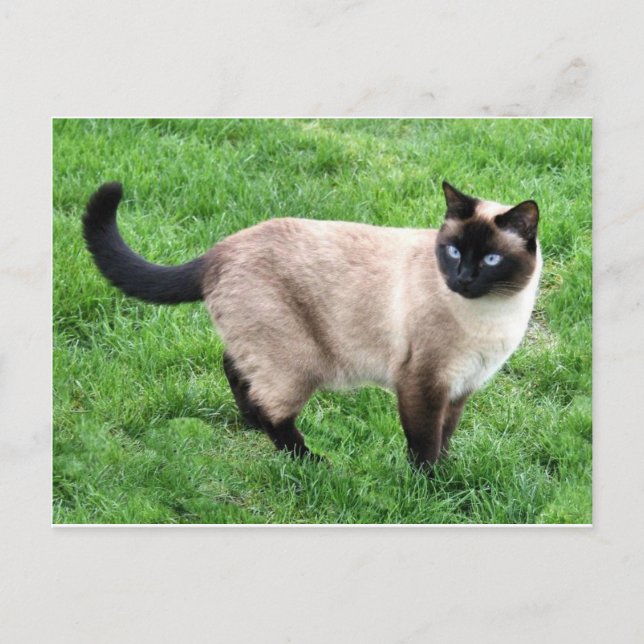 Siamese Cat Pet Purr Meow Kitty Destiny Art Postcard (Front)