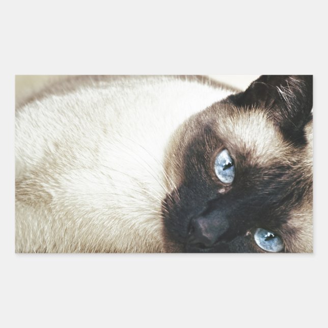 Siamese Cat Pet Purr Meow Kitty Destiny Art Rectangular Sticker (Front)