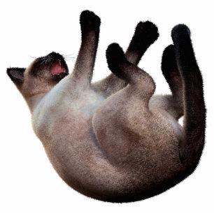 Siamese Cat Photo Sculpture