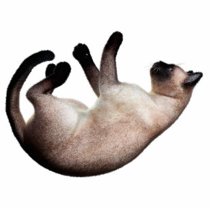 Siamese Cat Photo Sculpture