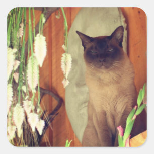 Siamese Cat Posing 1 Animal Square Sticker