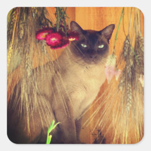 Siamese Cat Posing 3 Animal Square Sticker