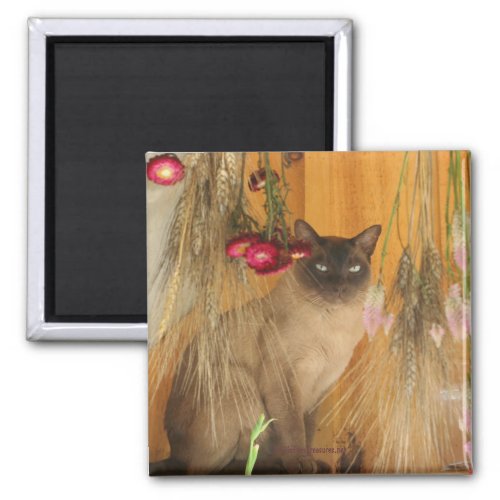 Siamese Cat Posing Animal Photography Magnet 3