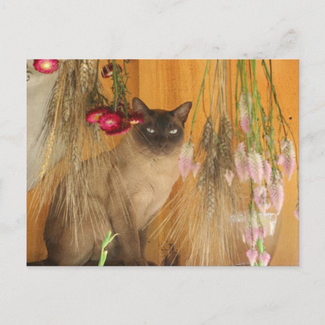 Siamese Cat Posing Animal Photography Postcard #3 (Front)