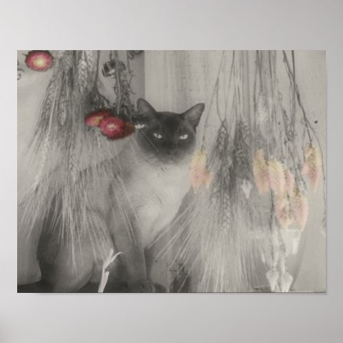 Siamese Cat Posing Partial Color Poster