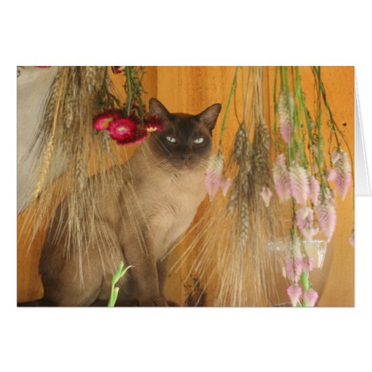 Siamese Cat Posing Photography Card #3 (Front Horizontal)