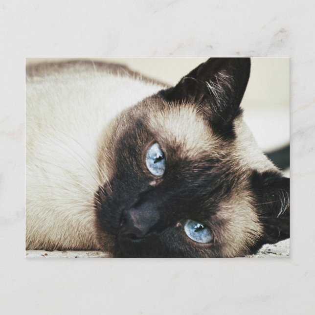 Siamese Cat Postcard (Front)