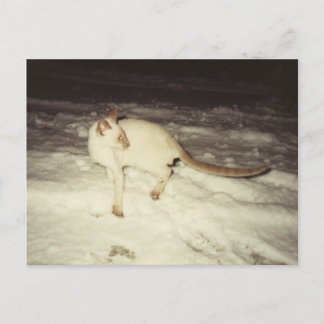 Siamese Cat Postcard