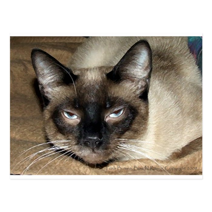 Siamese Cat Postcard