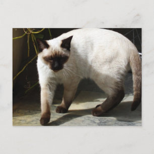 Siamese Cat Postcard