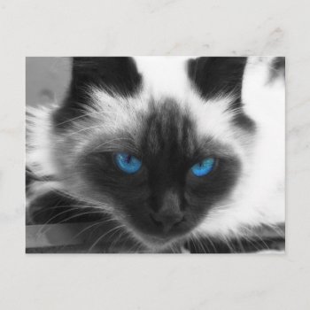 Siamese Cat Postcard by Wilderzoo at Zazzle