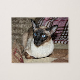 siamese cat jigsaw puzzle