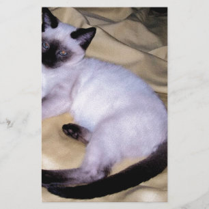 Siamese cat sandstone animal art pet cute kitty stationery