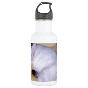 Siamese cat sandstone animal art pet cute kitty water bottle