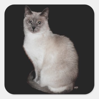 Siamese Cat Square Sticker by MaggieRossCats at Zazzle
