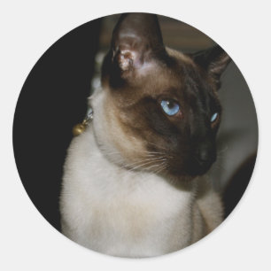 Siamese Cat Stickers