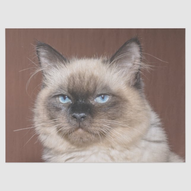 Siamese cat tissue paper (Front)