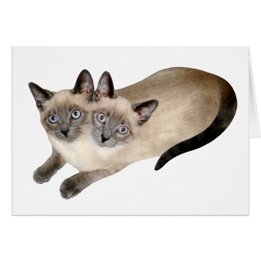 Siamese Cat Twins Cards (Front Horizontal)