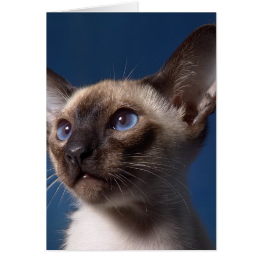 Siamese Cat with Blue Eyes Cards (Front)