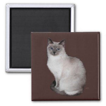 Siamese Cat With Blue Eyes Magnet by MaggieRossCats at Zazzle