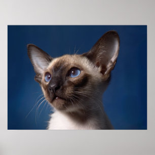 Siamese Cat with Blue Eyes Poster