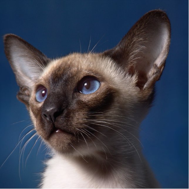 Siamese Cat with Blue Eyes Statuette (Front)