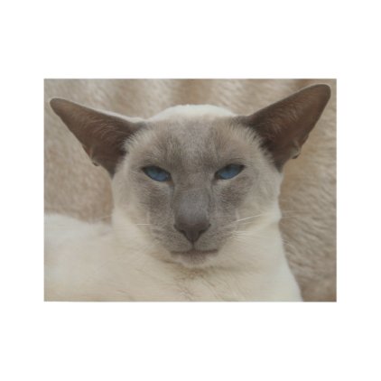 Siamese Cat Wood Poster