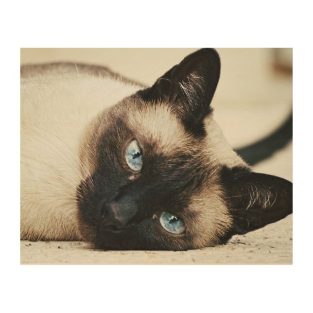 Siamese cat wooden wall art (Front)