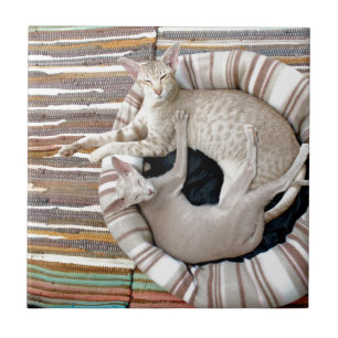 Siamese Cats Just Chillin! Ceramic Tile