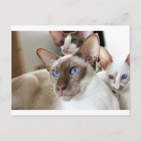 Siamese  Cats Pets Animals Postcard