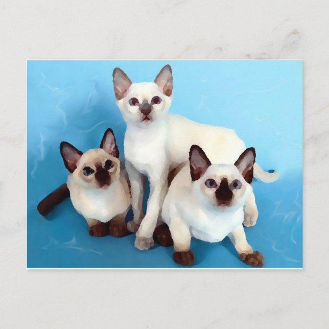 Siamese Cats Postcard (Front)