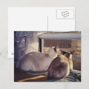 Siamese Cats Two at Window (2) Postcard
