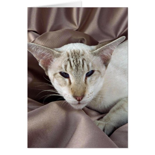 Siamese, chocolate tabby point cards (Front)