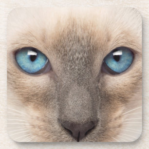 Siamese Kitten Beverage Coaster