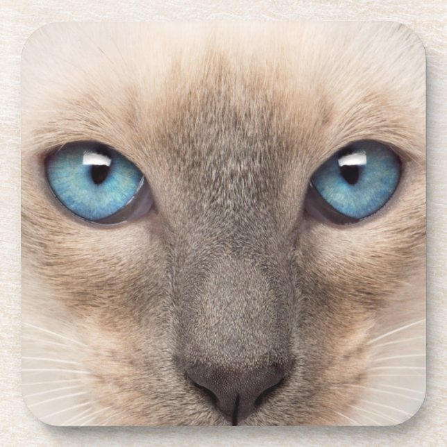 Siamese Kitten Beverage Coaster (Front)