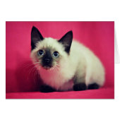 Siamese Kitten Blank Inside Card (Front Horizontal)