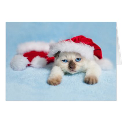 Siamese Kitten: Christmas Kitty Card