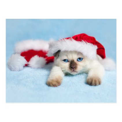 Siamese Kitten: Christmas Kitty Postcard