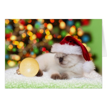 Siamese Kitten: Gold Ornament Card