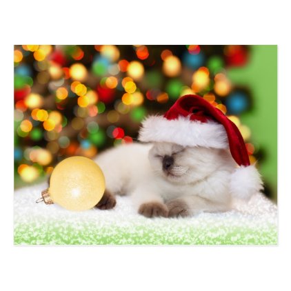 Siamese Kitten: Gold Ornament Postcard