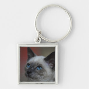 Siamese kitten keychain