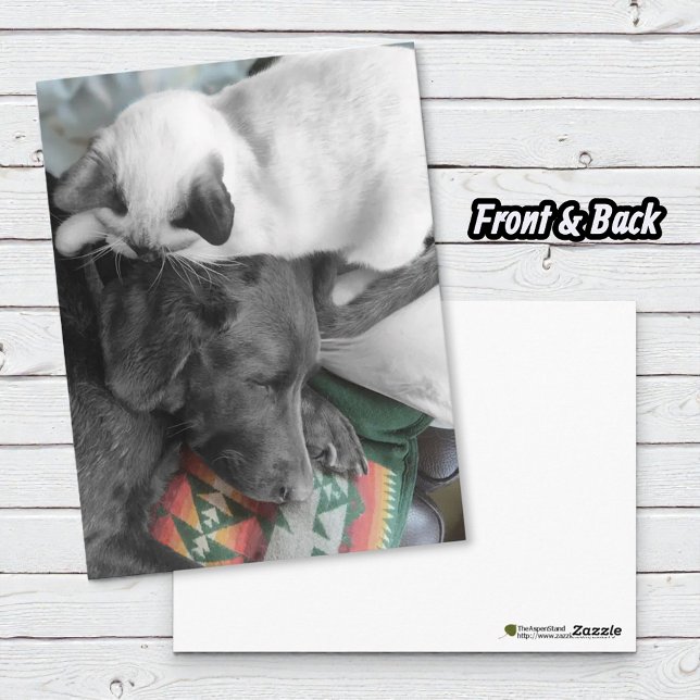 Siamese Kitten Lovingly Lies On Labrador's Head Postcard (Cute Siamese kitten and chocolate Labrador Retriever postcard)
