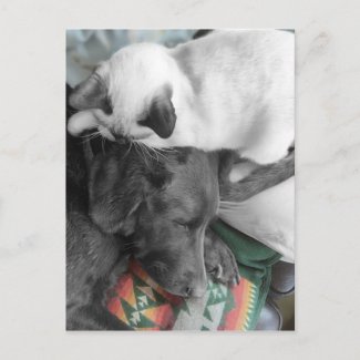Siamese Kitten Lovingly Lies On Labrador's Head