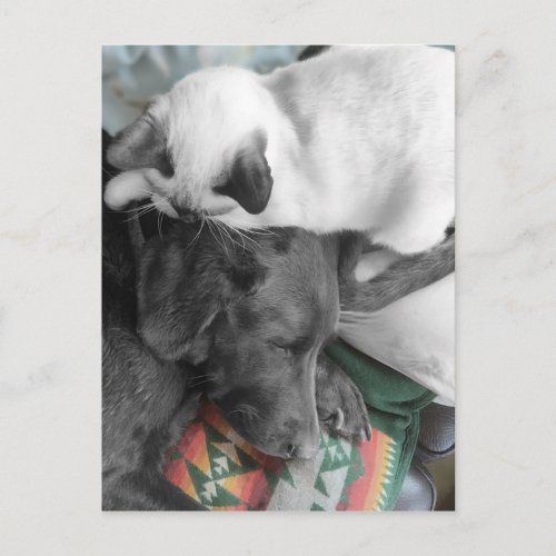 Siamese Kitten Lovingly Lies On Labradors Head Postcard