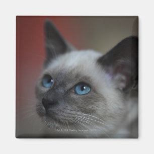 Siamese kitten magnet