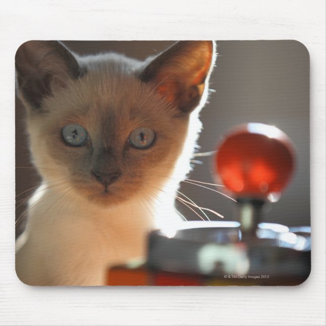 Siamese kitten mouse pad (Front)